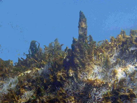 Mappa dei punti di campionamento alga Ostreopsis Ovata