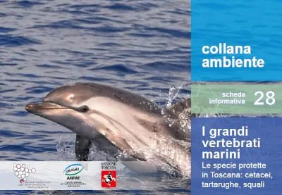 I grandi vertebrati marini