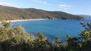 mare toscano