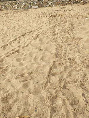 tracce di tartaruga marina sulla sabbia