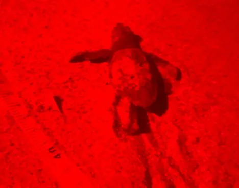 Tartarughina in uscita dal nido di Galenzana-Foto Legambiente