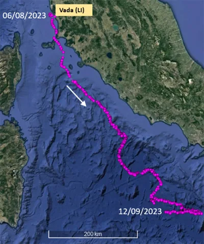 mappa spostamenti tartaruga marina Alice
