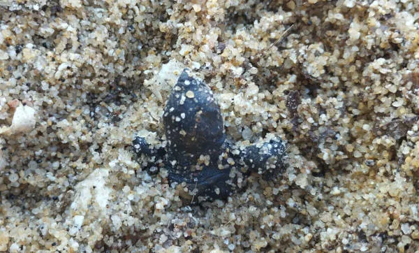 tartarughina che esce dal nido