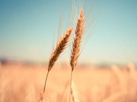 spighe-free stock photos from www.picjumbo.com da Pixabay