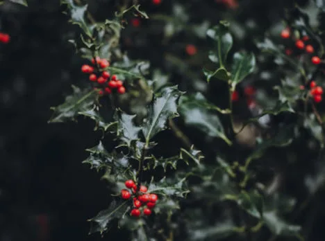 Foto da Unsplash