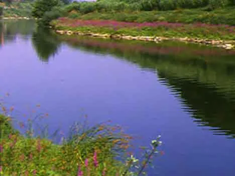 La biodiversità nei corsi d’acqua