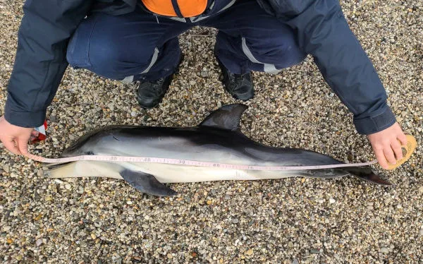 Stenella spiaggiata - Isola d’Elba