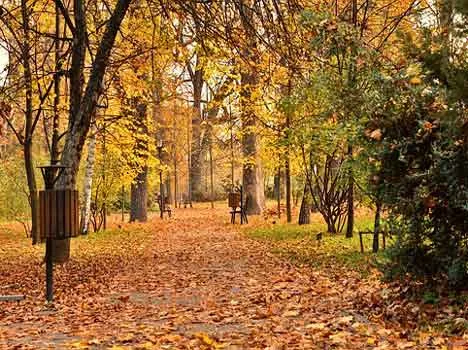 Foreste e cambiamento climatico