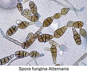 alternaria