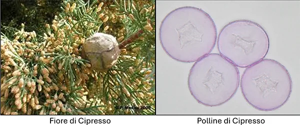 fiore e pollini di cipresso