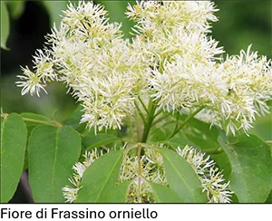 fiore di frassino