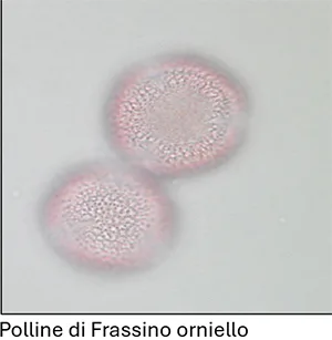 polline di frassino