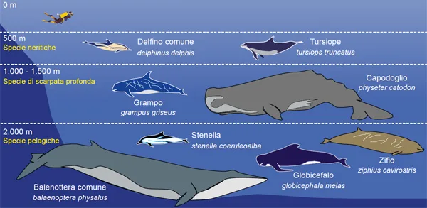 Specie di cetacei
