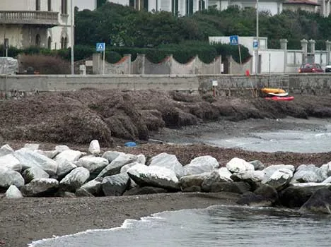 Posidonia spiaggiata: un fenomeno naturale da conoscere e tutelare