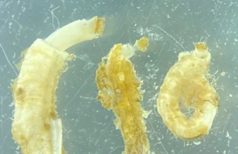 Policheti alieni invasivi del genere Hydroides