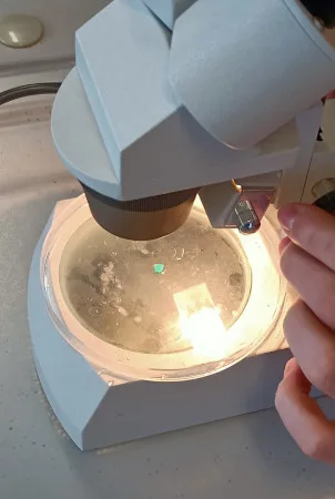 microplastiche viste al microscopio