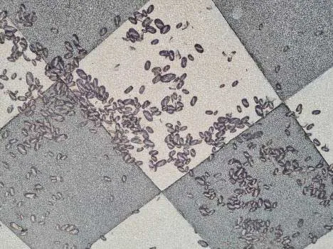 Terrazza Mascagni (Livorno) - velelle sulla pavimentazione