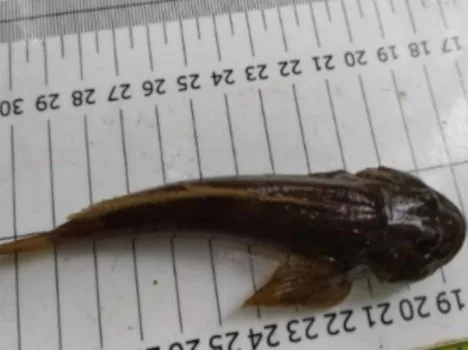 Immagine dell'Università di Firenze