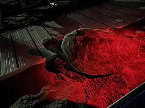 Nidificazione a Carrara - 27 luglio 2025