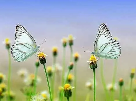 Ci vuole un piano nazionale per salvare la natura