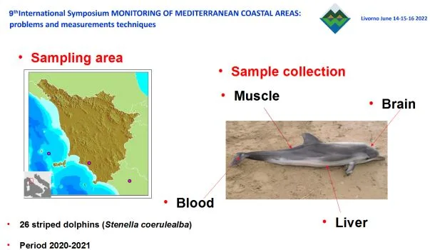 Prima indagine sulla presenza di PFAS in esemplari di stenella striata spiaggiati sulle coste toscane