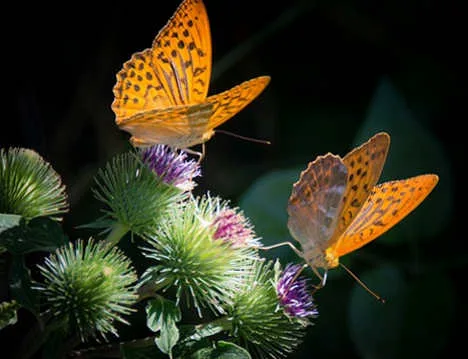 Foto di Gerhard Bögner da Pixabay