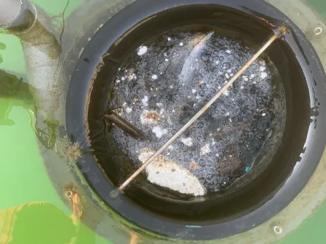 Annuario dati ambientali 2022: microplastiche presenti in mare