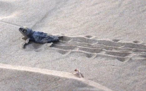 foto Associazione TartAmare