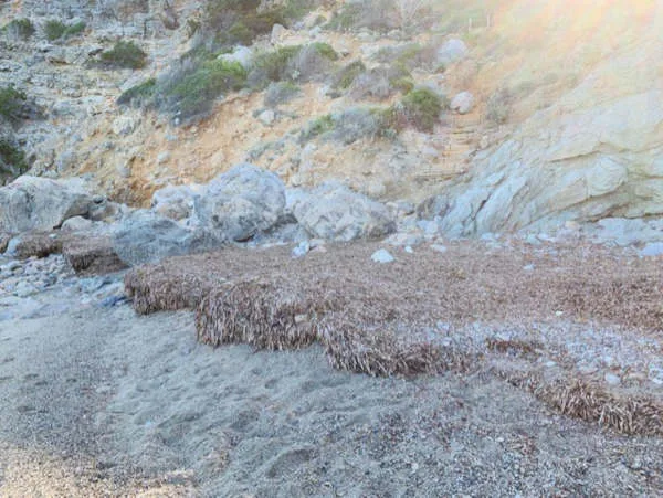 Posidonia spiaggiata