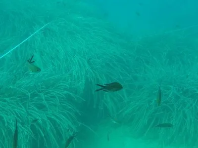 Posidonia oceanica
