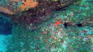Caulerpa cylindracea