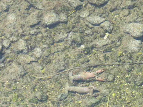 gamberi morti nel fosso Agnaccino