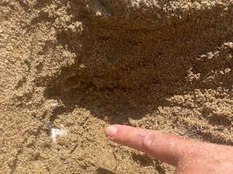 Primo nido toscano di tartaruga marina della stagione 2023 sulla spiaggia di Galenzana all’Isola d’Elba