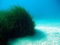 Posidonia oceanica