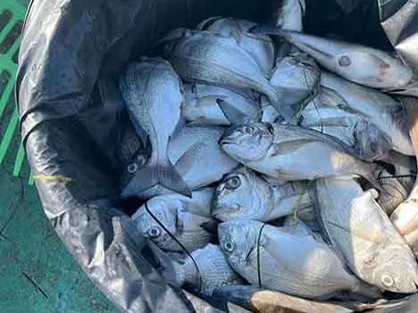 Orbetello, Laguna sorvegliata speciale