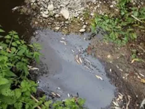 Punto prelievo a valle Ponte del Guado in prossimità della loc. “Macchia verde” (Rosignano M.mo - LI)