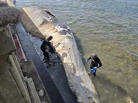 Balenottera spiaggiata a Livorno: ARPAT sul posto