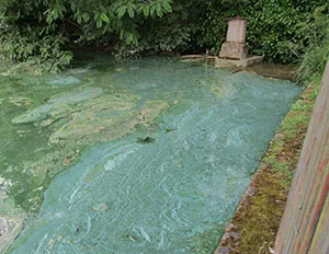 colorazione anomala villone Puccini