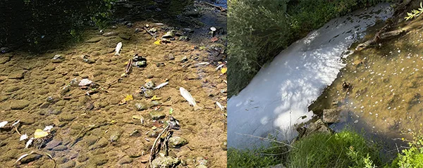 schiuma e moria pesci nello Staggia