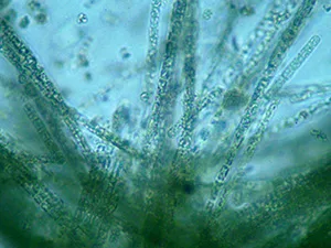 alghe al microscopio