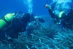 Operatori subacquei impegnati nel monitoraggio di una prateria di posidonia oceanica