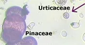 pinaceae