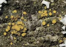 Caloplaca Cerinelloides