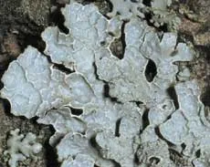 Parmelia sulcata
